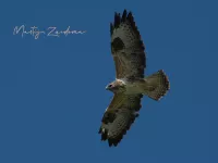 Roofvogels [Accipitriformes]